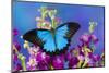 Australian Mountain Blue Swallowtail Butterfly-Darrell Gulin-Mounted Photographic Print