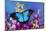 Australian Mountain Blue Swallowtail Butterfly-Darrell Gulin-Mounted Photographic Print