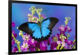 Australian Mountain Blue Swallowtail Butterfly-Darrell Gulin-Framed Photographic Print