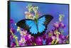 Australian Mountain Blue Swallowtail Butterfly-Darrell Gulin-Framed Stretched Canvas