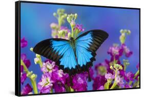 Australian Mountain Blue Swallowtail Butterfly-Darrell Gulin-Framed Stretched Canvas