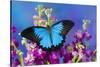 Australian Mountain Blue Swallowtail Butterfly-Darrell Gulin-Stretched Canvas