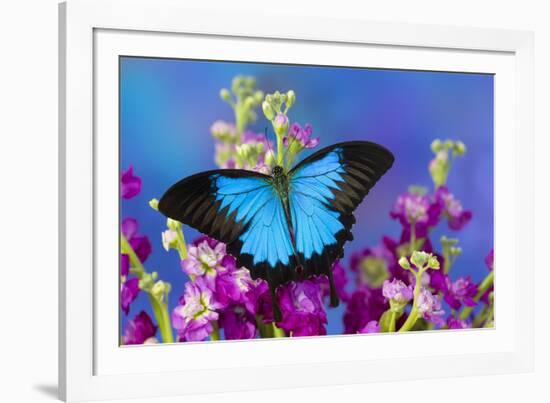 Australian Mountain Blue Swallowtail Butterfly-Darrell Gulin-Framed Photographic Print