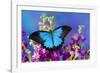 Australian Mountain Blue Swallowtail Butterfly-Darrell Gulin-Framed Photographic Print