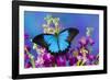 Australian Mountain Blue Swallowtail Butterfly-Darrell Gulin-Framed Photographic Print