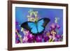 Australian Mountain Blue Swallowtail Butterfly-Darrell Gulin-Framed Photographic Print