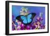 Australian Mountain Blue Swallowtail Butterfly-Darrell Gulin-Framed Premium Photographic Print