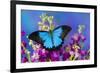 Australian Mountain Blue Swallowtail Butterfly-Darrell Gulin-Framed Premium Photographic Print