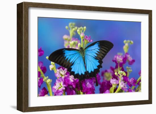 Australian Mountain Blue Swallowtail Butterfly-Darrell Gulin-Framed Photographic Print