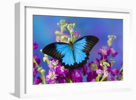 Australian Mountain Blue Swallowtail Butterfly-Darrell Gulin-Framed Photographic Print