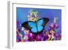 Australian Mountain Blue Swallowtail Butterfly-Darrell Gulin-Framed Photographic Print
