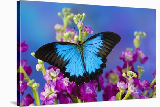 Australian Mountain Blue Swallowtail Butterfly-Darrell Gulin-Stretched Canvas