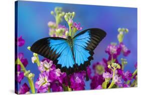 Australian Mountain Blue Swallowtail Butterfly-Darrell Gulin-Stretched Canvas