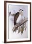 Australian Osprey (Pandion Haliaetus Cristatus)-John Gould-Framed Giclee Print