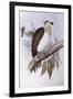 Australian Osprey (Pandion Haliaetus Cristatus)-John Gould-Framed Giclee Print