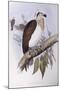 Australian Osprey (Pandion Haliaetus Cristatus)-John Gould-Mounted Giclee Print