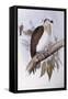 Australian Osprey (Pandion Haliaetus Cristatus)-John Gould-Framed Stretched Canvas