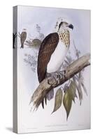 Australian Osprey (Pandion Haliaetus Cristatus)-John Gould-Stretched Canvas