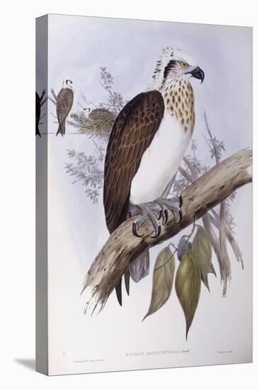 Australian Osprey (Pandion Haliaetus Cristatus)-John Gould-Stretched Canvas