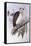 Australian Osprey (Pandion Haliaetus Cristatus)-John Gould-Framed Stretched Canvas