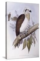 Australian Osprey (Pandion Haliaetus Cristatus)-John Gould-Stretched Canvas