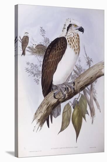 Australian Osprey (Pandion Haliaetus Cristatus)-John Gould-Stretched Canvas