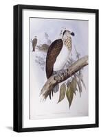 Australian Osprey (Pandion Haliaetus Cristatus)-John Gould-Framed Giclee Print