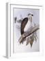 Australian Osprey (Pandion Haliaetus Cristatus)-John Gould-Framed Giclee Print