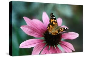 Australian Painted Lady Butterfly on Purple Coneflower-null-Stretched Canvas