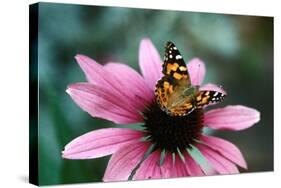 Australian Painted Lady Butterfly on Purple Coneflower-null-Stretched Canvas