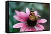 Australian Painted Lady Butterfly on Purple Coneflower-null-Framed Stretched Canvas