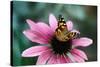 Australian Painted Lady Butterfly on Purple Coneflower-null-Stretched Canvas