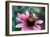 Australian Painted Lady Butterfly on Purple Coneflower-null-Framed Photographic Print