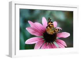 Australian Painted Lady Butterfly on Purple Coneflower-null-Framed Photographic Print