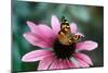 Australian Painted Lady Butterfly on Purple Coneflower-null-Mounted Photographic Print