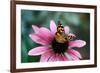 Australian Painted Lady Butterfly on Purple Coneflower-null-Framed Photographic Print