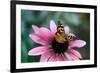 Australian Painted Lady Butterfly on Purple Coneflower-null-Framed Photographic Print