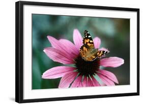 Australian Painted Lady Butterfly on Purple Coneflower-null-Framed Photographic Print