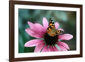 Australian Painted Lady Butterfly on Purple Coneflower-null-Framed Photographic Print