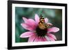 Australian Painted Lady Butterfly on Purple Coneflower-null-Framed Photographic Print