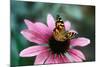 Australian Painted Lady Butterfly on Purple Coneflower-null-Mounted Photographic Print