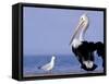 Australian Pelican and Gull on Beach, Shark Bay Marine Park, Australia-Theo Allofs-Framed Stretched Canvas