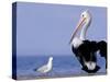 Australian Pelican and Gull on Beach, Shark Bay Marine Park, Australia-Theo Allofs-Stretched Canvas