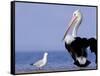 Australian Pelican and Gull on Beach, Shark Bay Marine Park, Australia-Theo Allofs-Framed Stretched Canvas