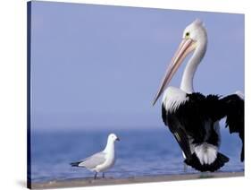 Australian Pelican and Gull on Beach, Shark Bay Marine Park, Australia-Theo Allofs-Stretched Canvas