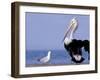 Australian Pelican and Gull on Beach, Shark Bay Marine Park, Australia-Theo Allofs-Framed Photographic Print