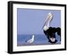 Australian Pelican and Gull on Beach, Shark Bay Marine Park, Australia-Theo Allofs-Framed Photographic Print