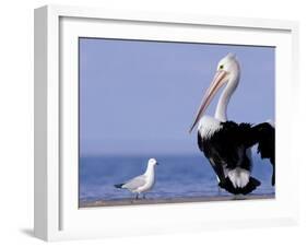 Australian Pelican and Gull on Beach, Shark Bay Marine Park, Australia-Theo Allofs-Framed Photographic Print