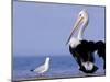 Australian Pelican and Gull on Beach, Shark Bay Marine Park, Australia-Theo Allofs-Mounted Photographic Print