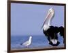 Australian Pelican and Gull on Beach, Shark Bay Marine Park, Australia-Theo Allofs-Framed Photographic Print